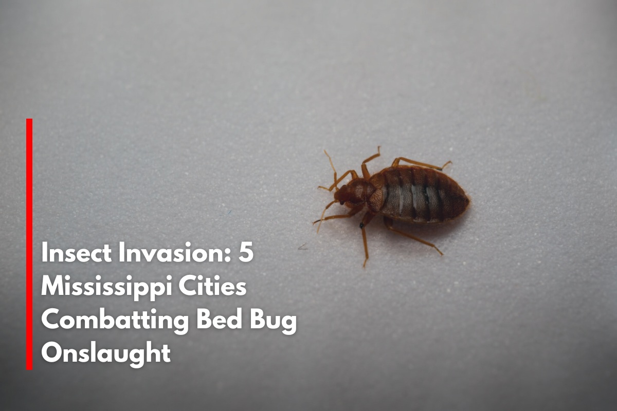 Insect Invasion: 5 Mississippi Cities Combatting Bed Bug Onslaught
