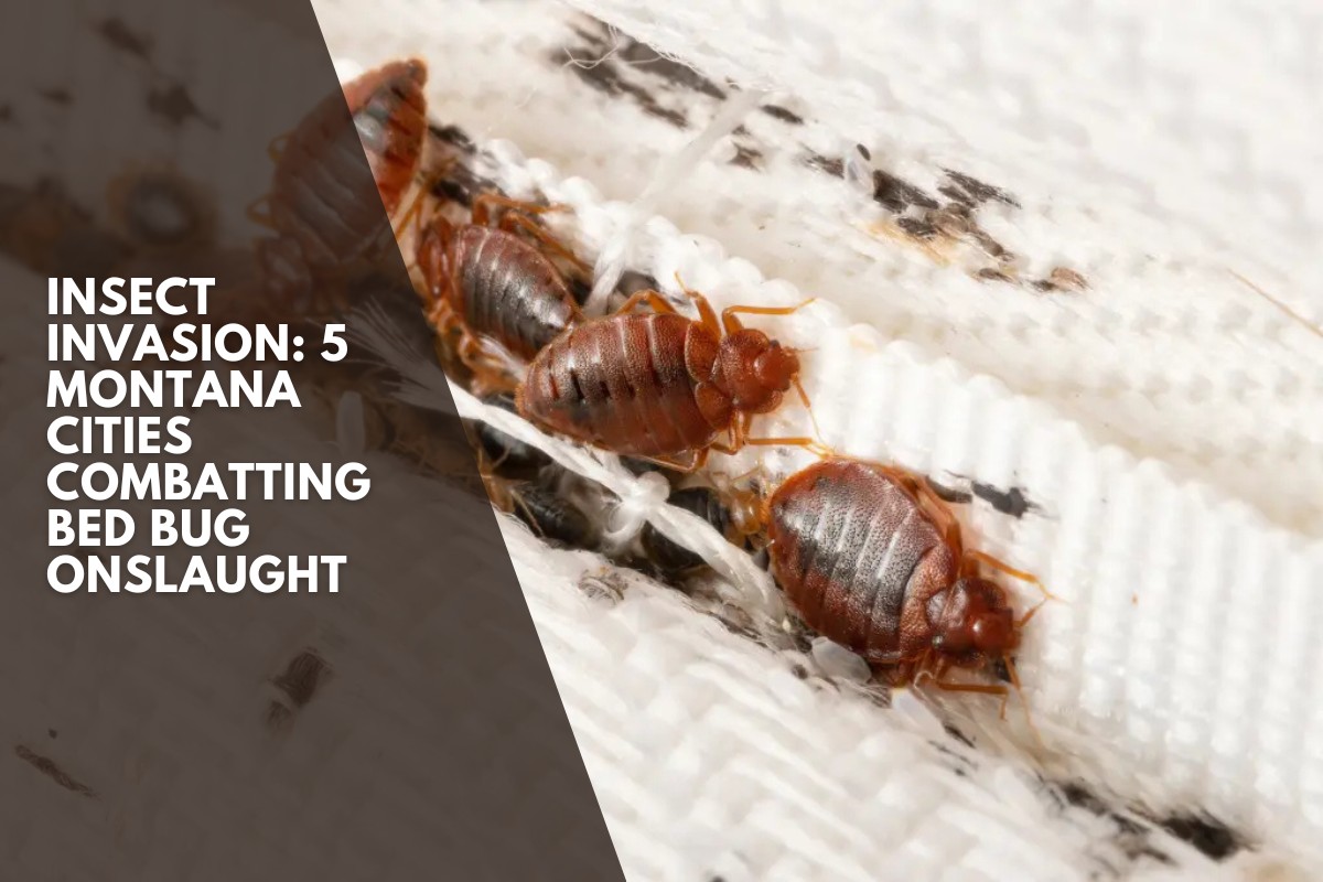 Insect Invasion: 5 Montana Cities Combatting Bed Bug Onslaught