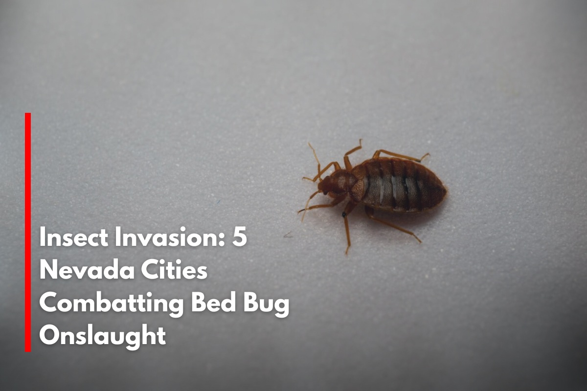Insect Invasion: 5 Nevada Cities Combatting Bed Bug Onslaught