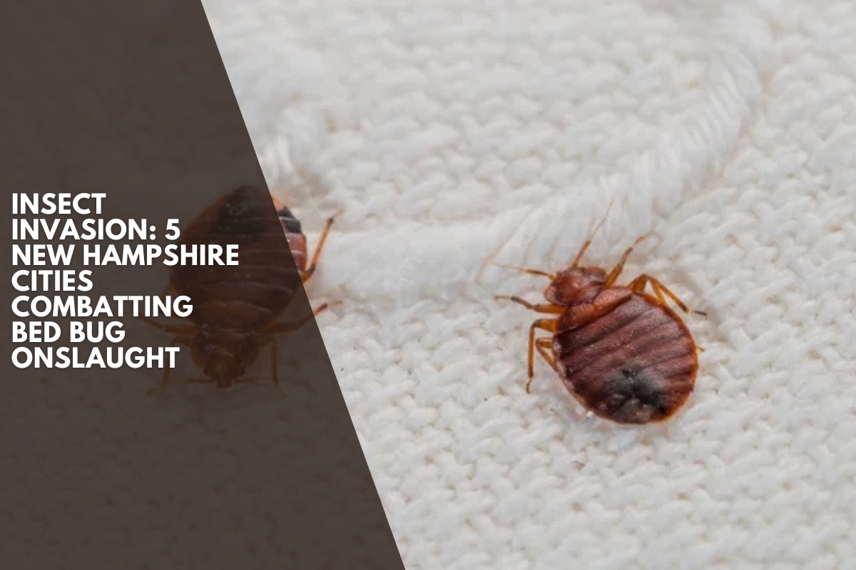 Insect Invasion: 5 New Hampshire Cities Combatting Bed Bug Onslaught