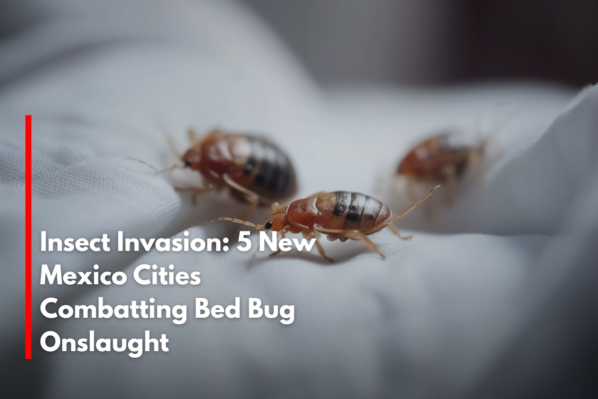 Insect Invasion: 5 New Mexico Cities Combatting Bed Bug Onslaught