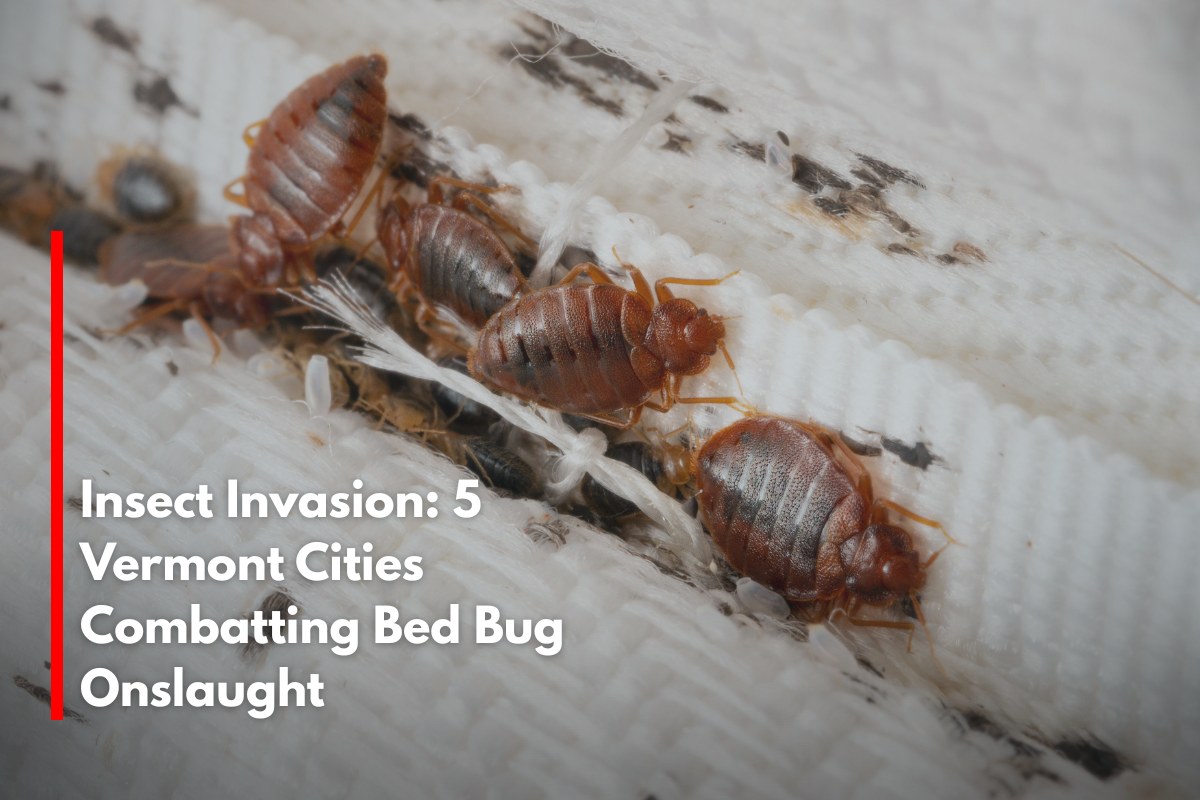 Insect Invasion: 5 Vermont Cities Combatting Bed Bug Onslaught