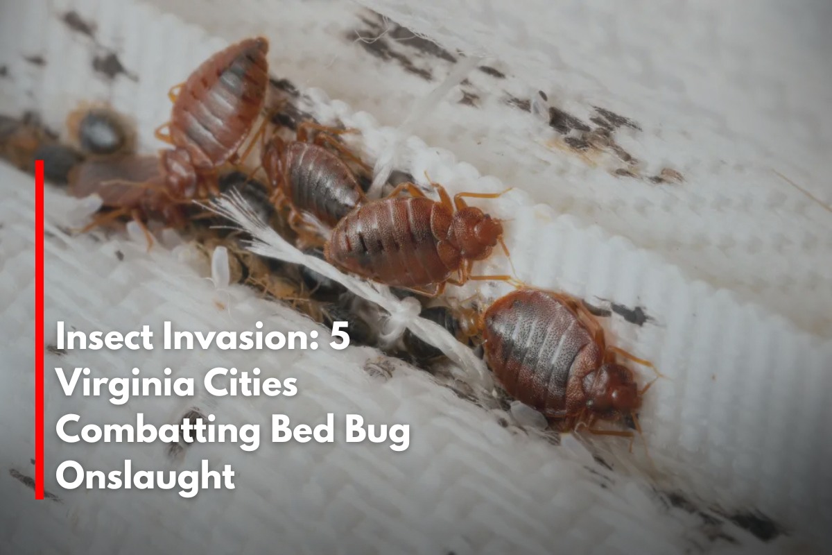 Insect Invasion: 5 Virginia Cities Combatting Bed Bug Onslaught