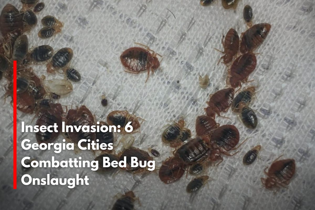 Insect Invasion: 6 Georgia Cities Combatting Bed Bug Onslaught