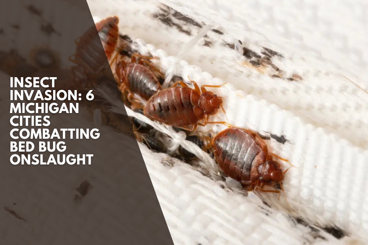 Insect Invasion: 6 Michigan Cities Combatting Bed Bug Onslaught