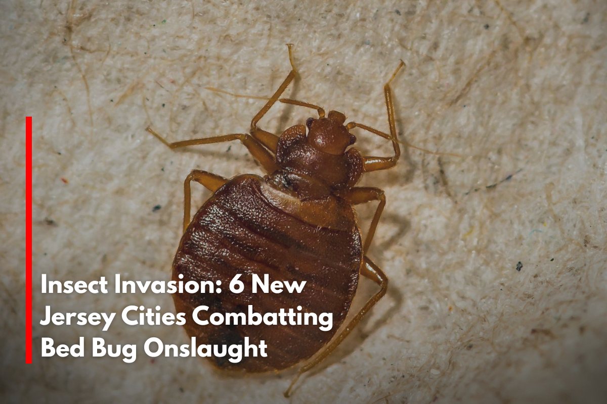 Insect Invasion: 6 New Jersey Cities Combatting Bed Bug Onslaught