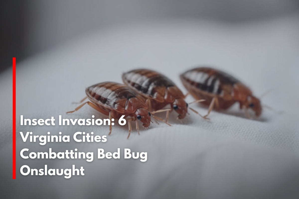 Insect Invasion: 6 Virginia Cities Combatting Bed Bug Onslaught