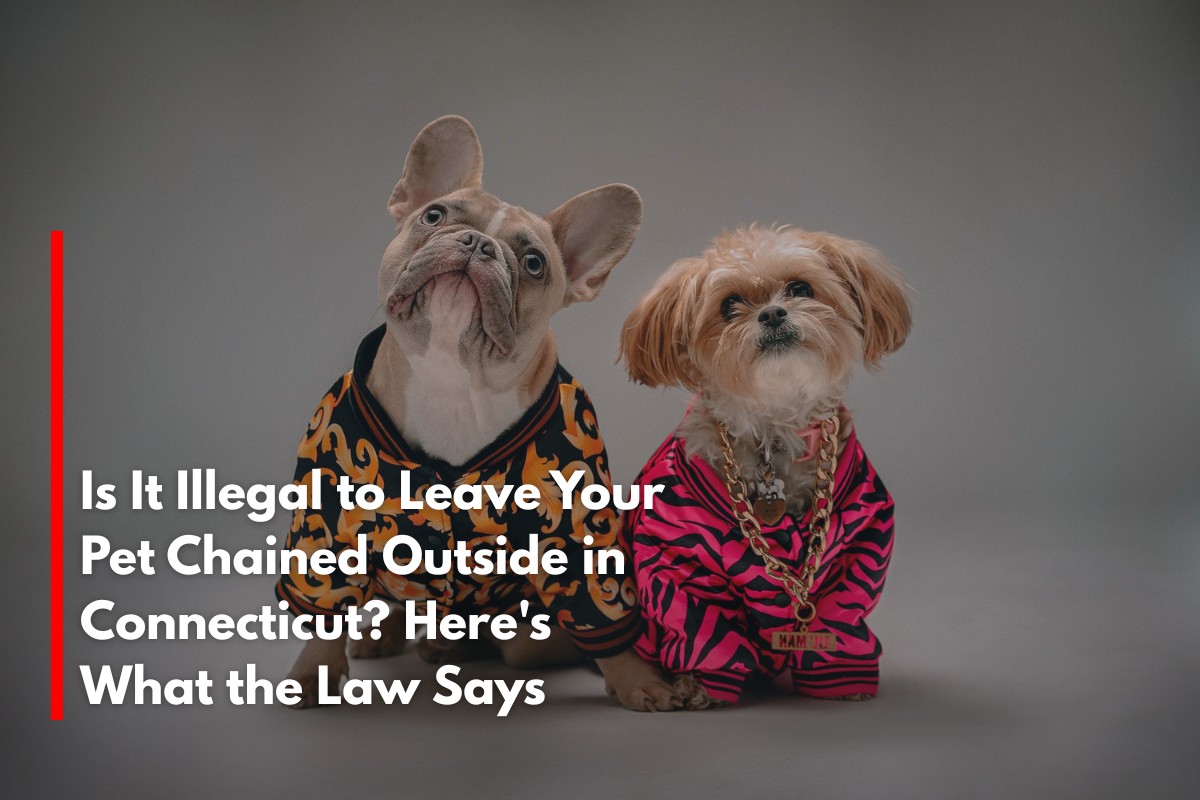 Is It Illegal to Leave Your Pet Chained Outside in Connecticut? Here's What the Law Says