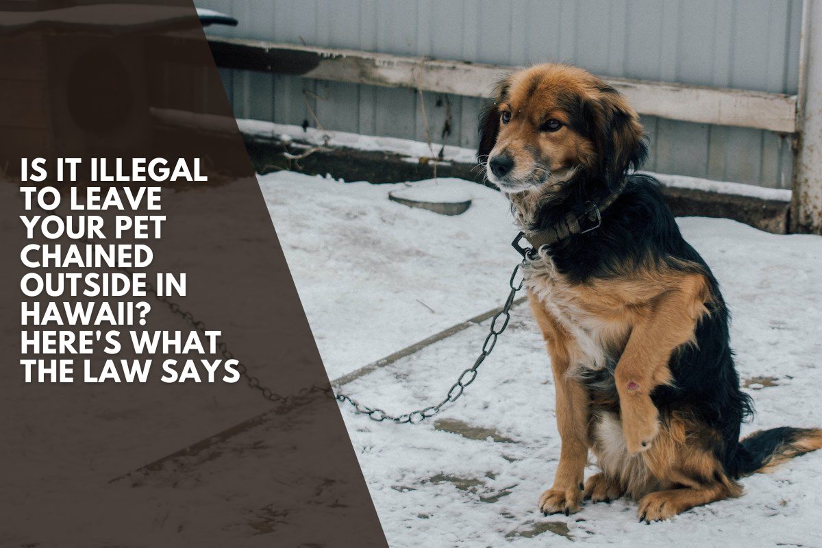 Is It Illegal to Leave Your Pet Chained Outside in Hawaii? Here's What the Law Says