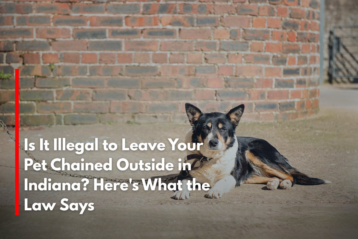 Is It Illegal to Leave Your Pet Chained Outside in Indiana Here's What the Law Says