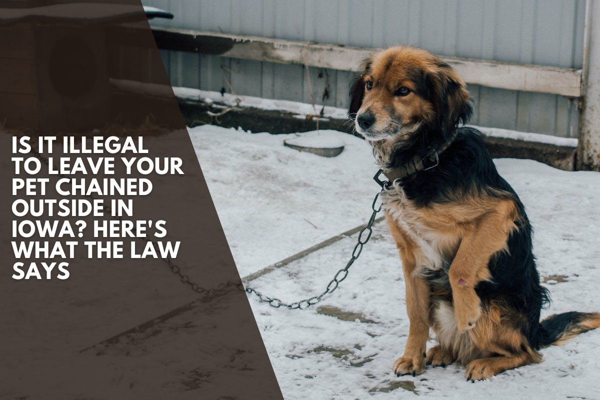 Is It Illegal to Leave Your Pet Chained Outside in Iowa? Here's What the Law Says