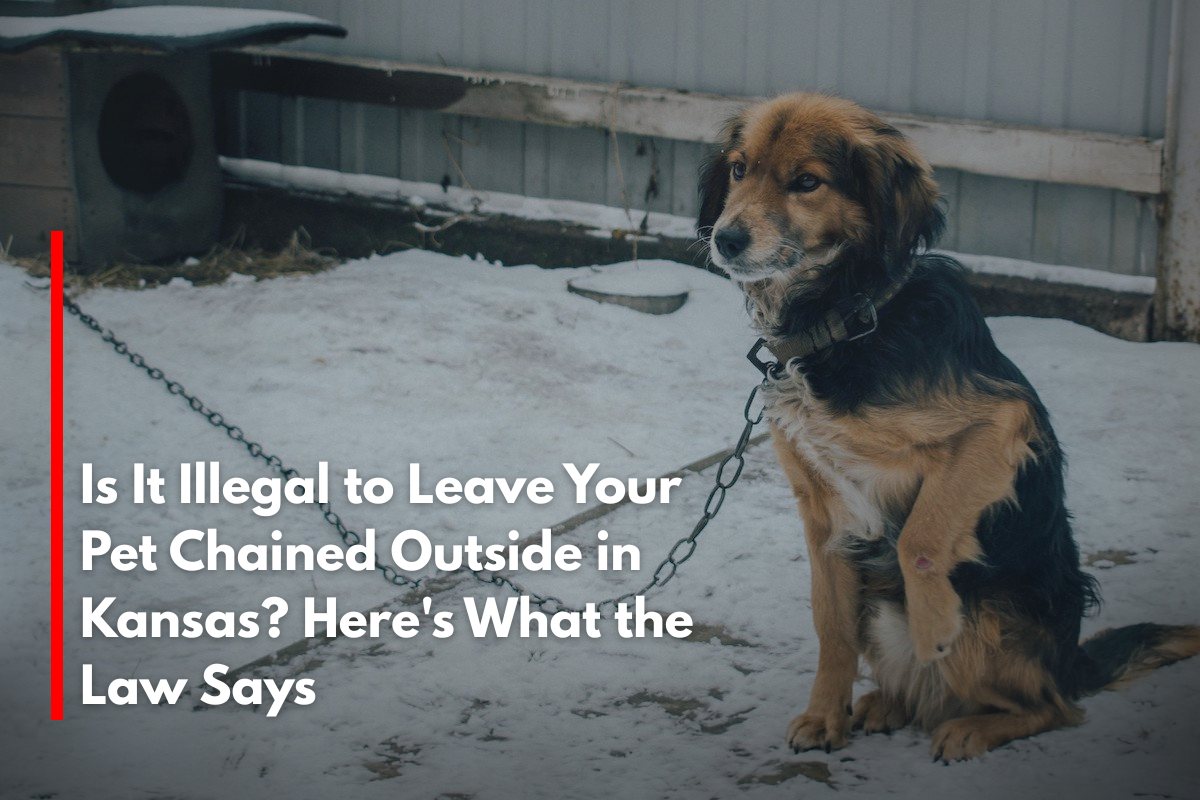 Is It Illegal to Leave Your Pet Chained Outside in Kansas? Here's What the Law Says
