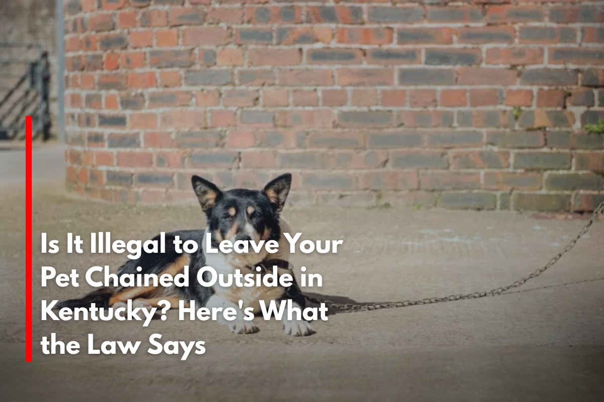 Is It Illegal to Leave Your Pet Chained Outside in Kentucky? Here's What the Law Says