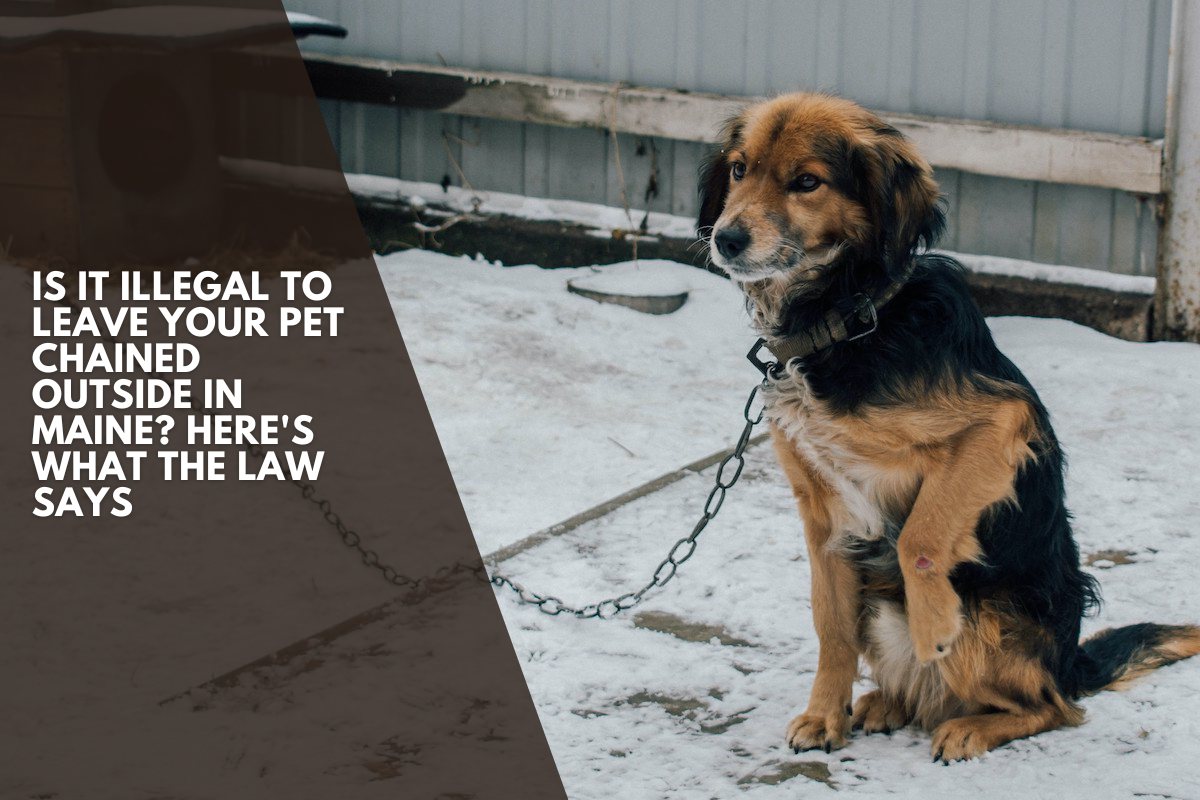 Is It Illegal to Leave Your Pet Chained Outside in Maine? Here's What the Law Says