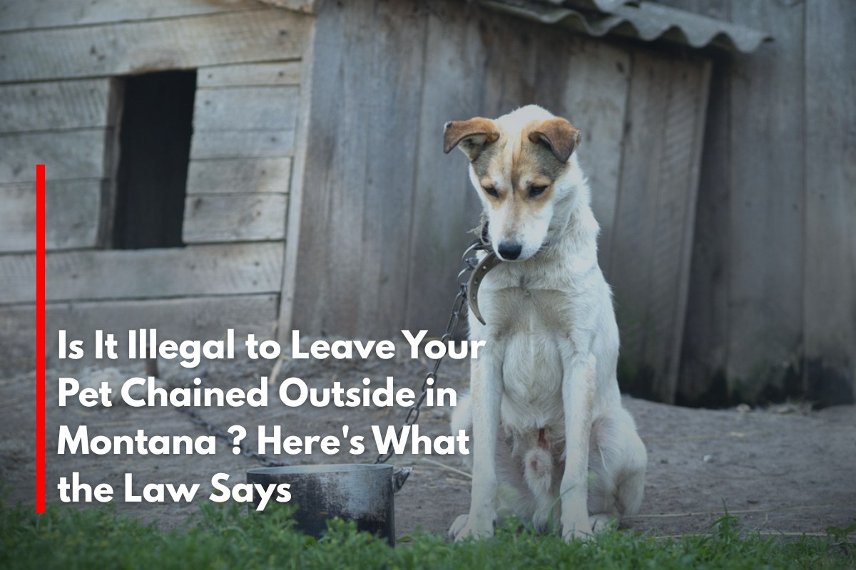 Is It Illegal to Leave Your Pet Chained Outside in Montana ? Here's What the Law Says
