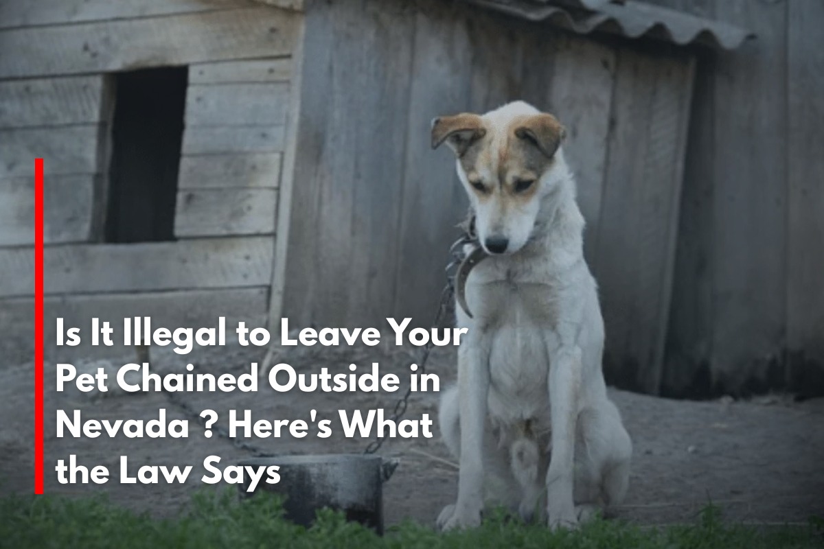 Is It Illegal to Leave Your Pet Chained Outside in Nevada ? Here's What the Law Says