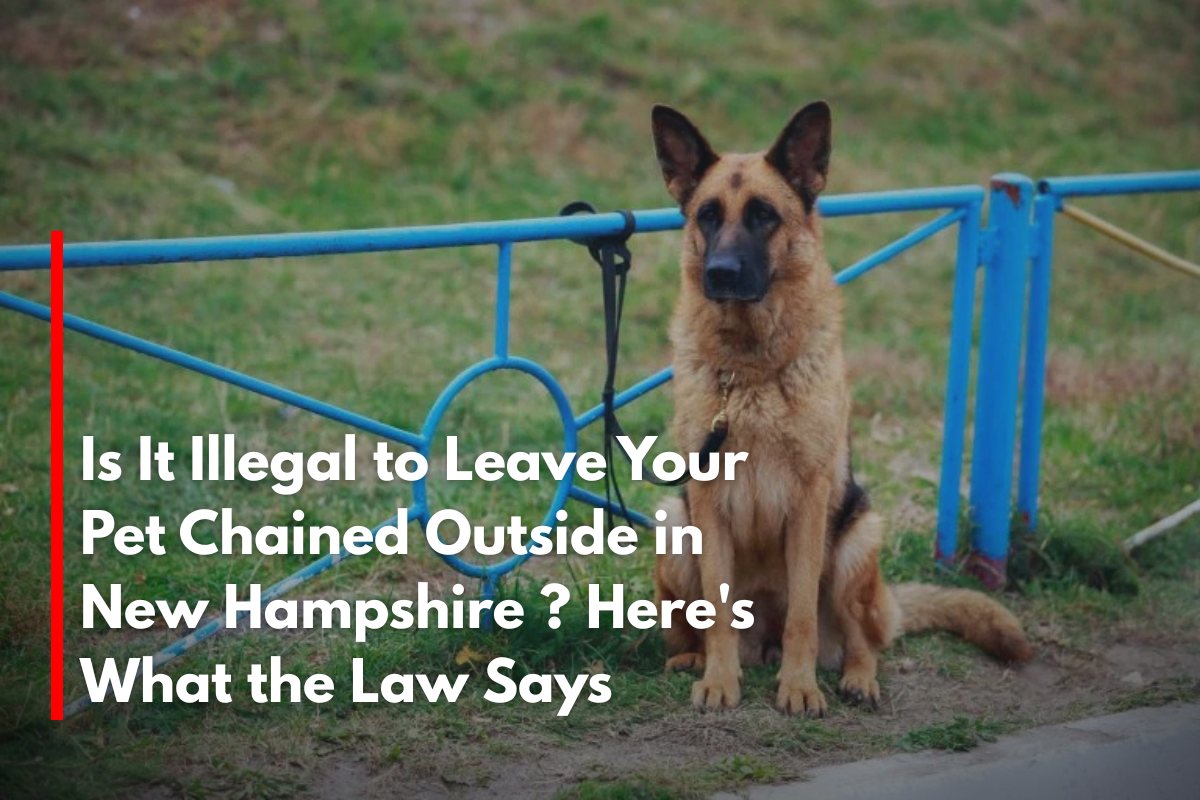 Is It Illegal to Leave Your Pet Chained Outside in New Hampshire ? Here's What the Law Says