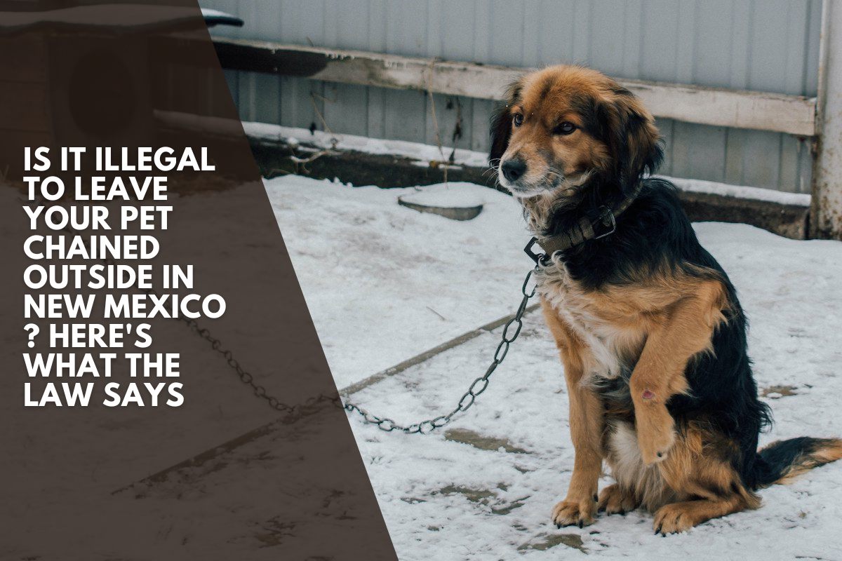 Is It Illegal to Leave Your Pet Chained Outside in New Mexico ? Here's What the Law Says