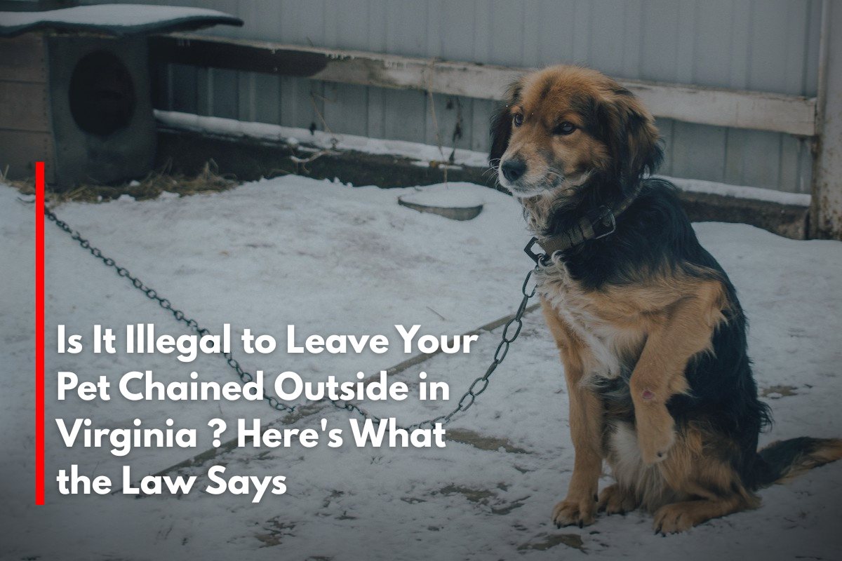 Is It Illegal to Leave Your Pet Chained Outside in Virginia ? Here's What the Law Says