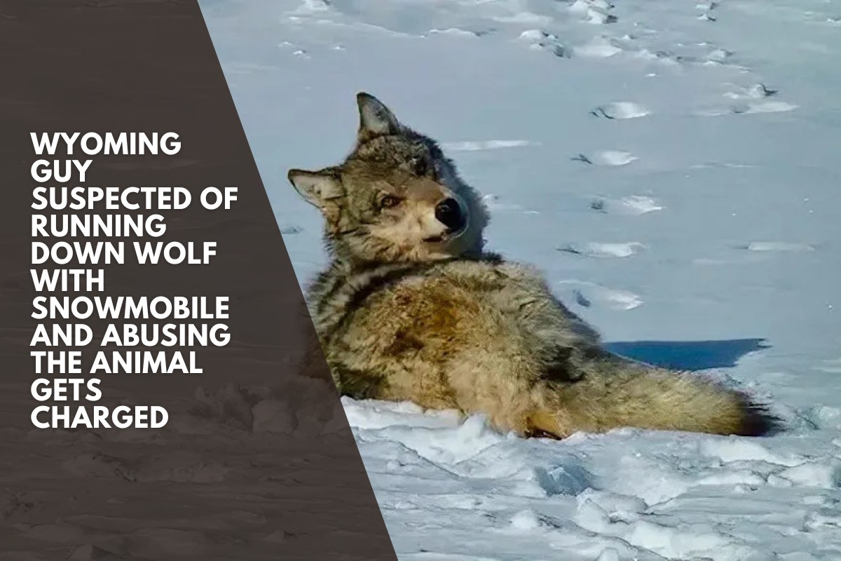 Wyoming guy suspected of running down wolf with snowmobile and abusing the animal gets charged