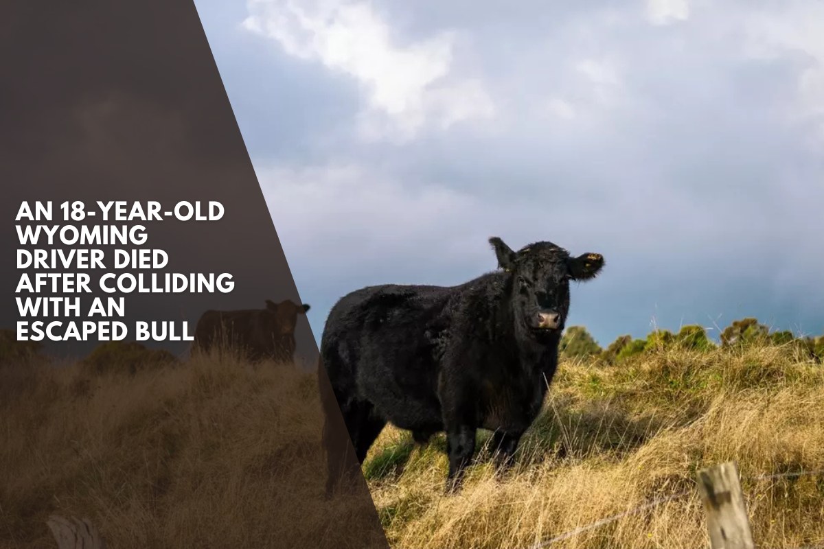 An 18-year-old Wyoming driver died after colliding with an escaped bull