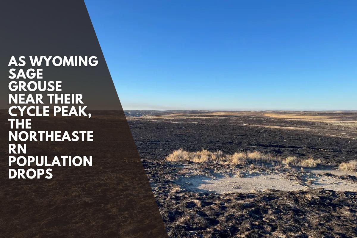 As Wyoming sage grouse near their cycle peak, the northeastern population drops