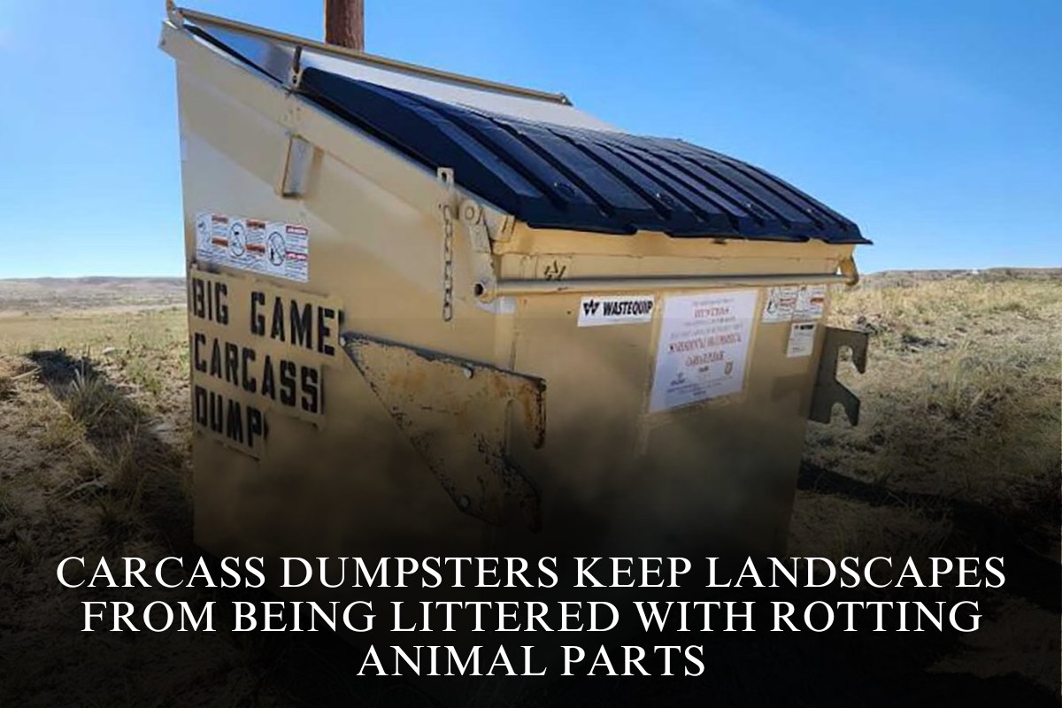 Carcass Dumpsters Keep Landscapes From Being Littered With Rotting Animal Parts