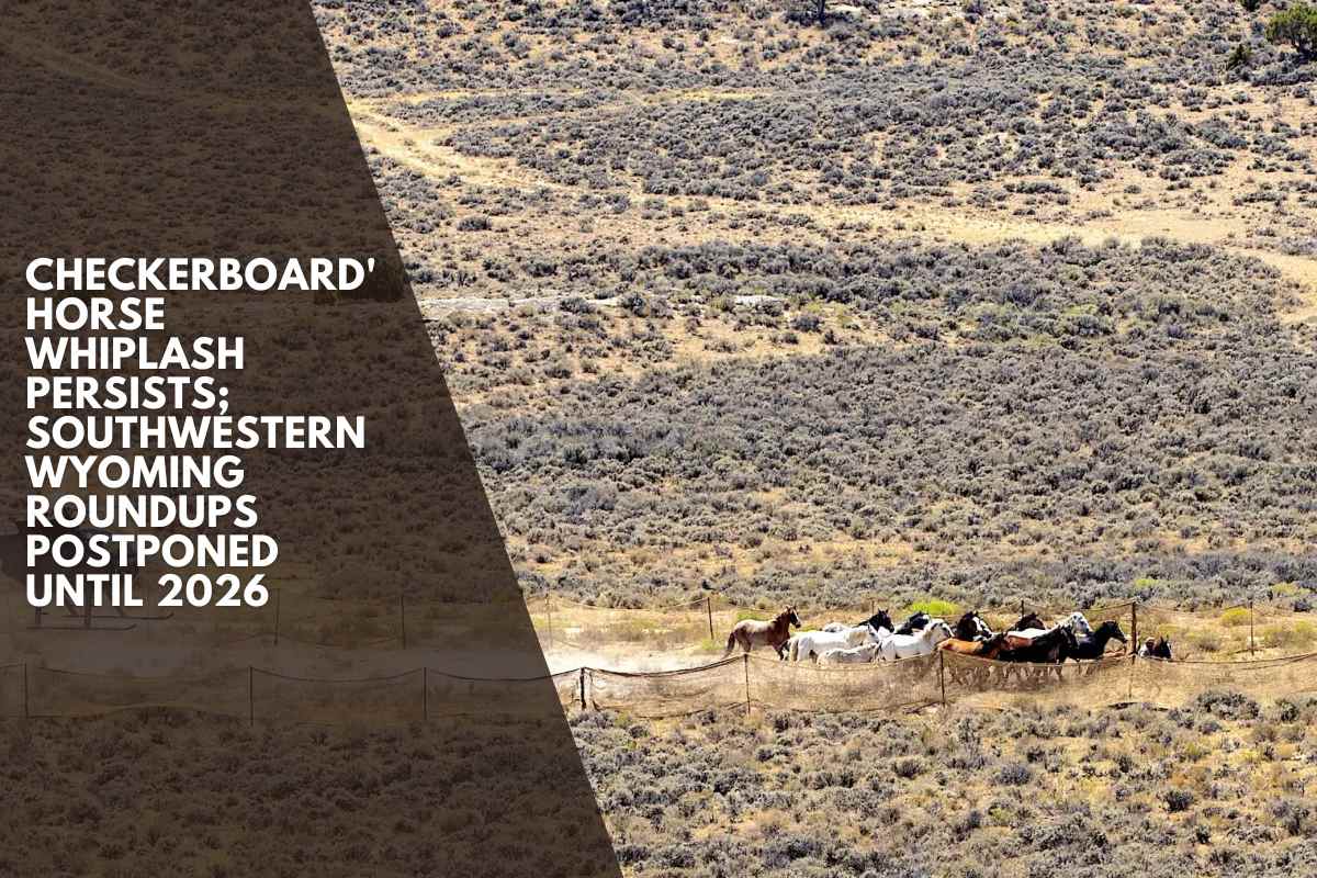 Checkerboard' horse whiplash persists; southwestern Wyoming roundups postponed until 2026