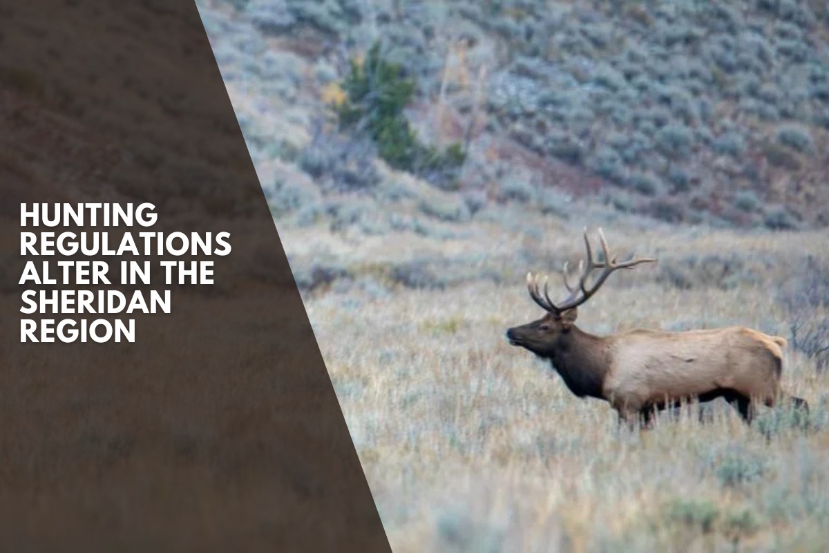 Hunting Regulations Alter In The Sheridan Region