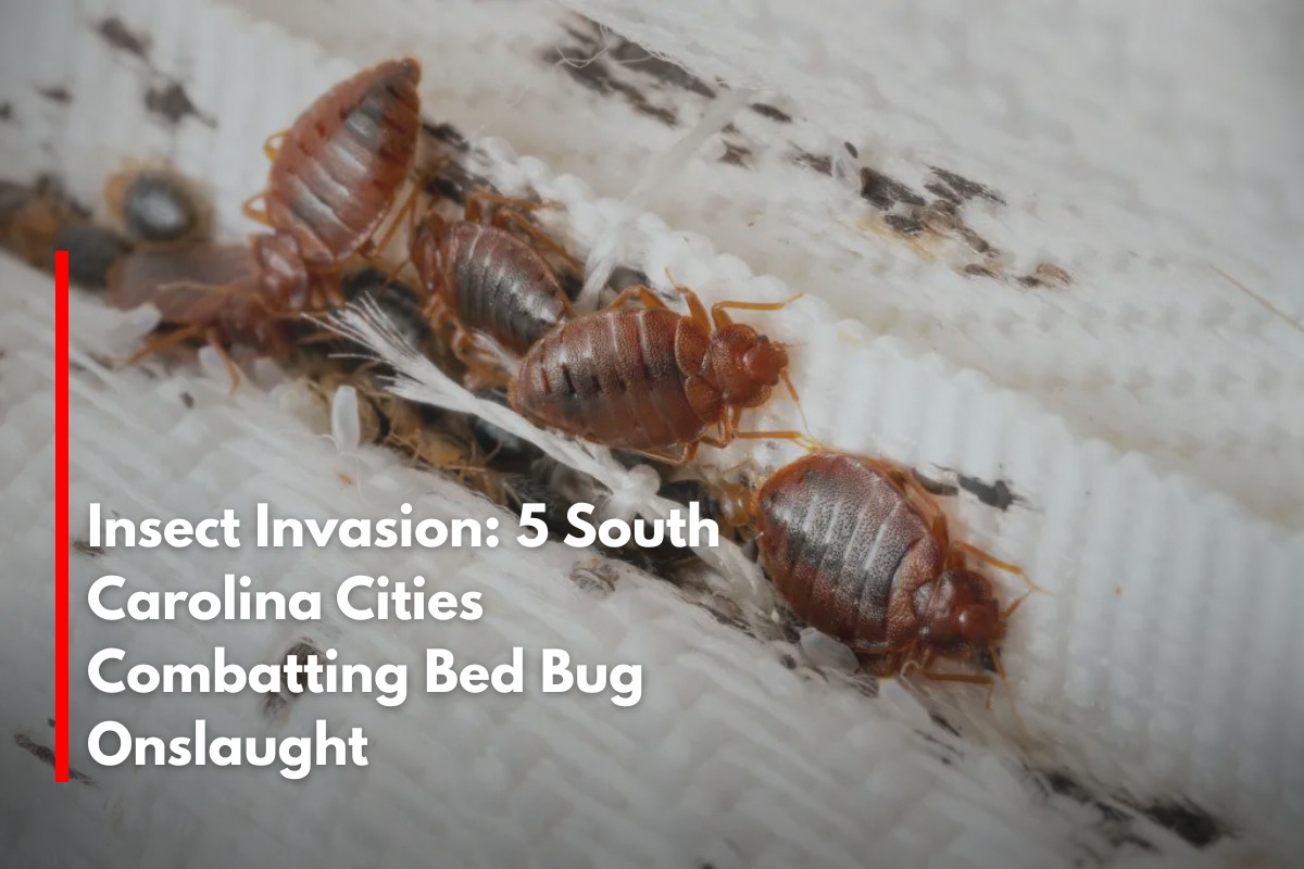 Insect Invasion: 5 South Carolina Cities Combatting Bed Bug Onslaught