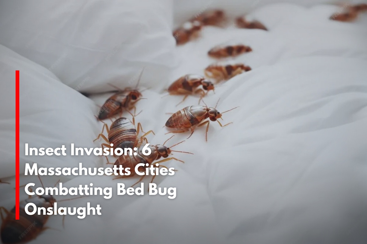 Insect Invasion: 6 Massachusetts Cities Combatting Bed Bug Onslaught