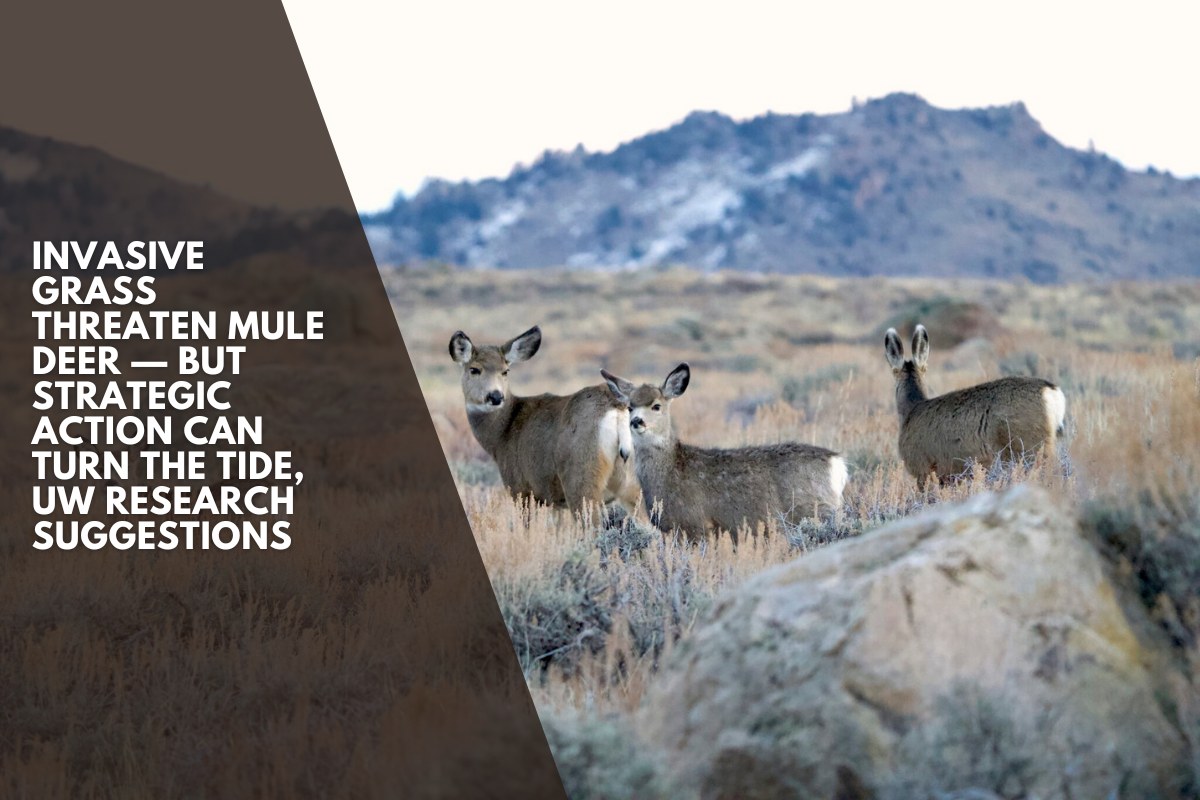 Invasive Grass Threaten Mule Deer — But Strategic Action Can Turn the Tide, UW Research Suggestions