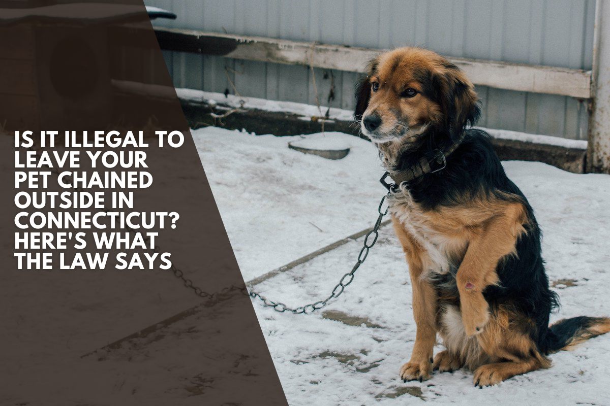 Is It Illegal to Leave Your Pet Chained Outside in Connecticut? Here's What the Law Says