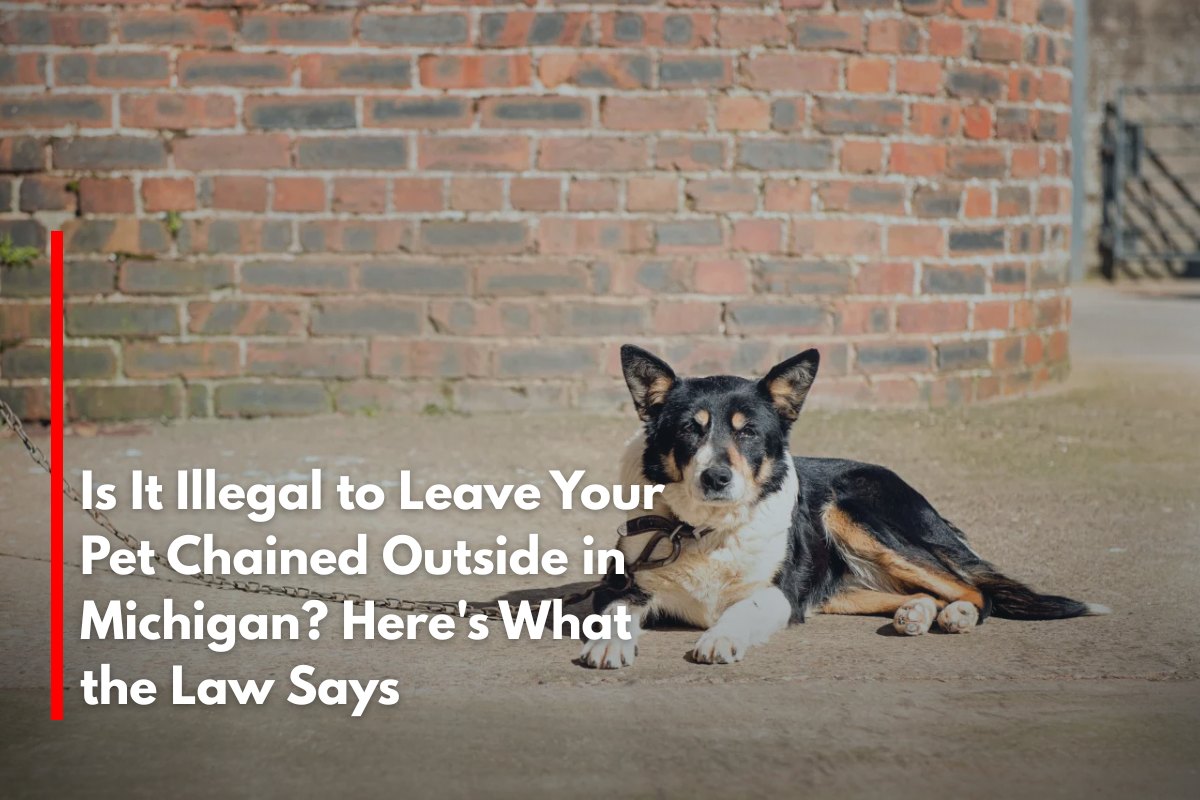 Is It Illegal to Leave Your Pet Chained Outside in Michigan? Here's What the Law Says