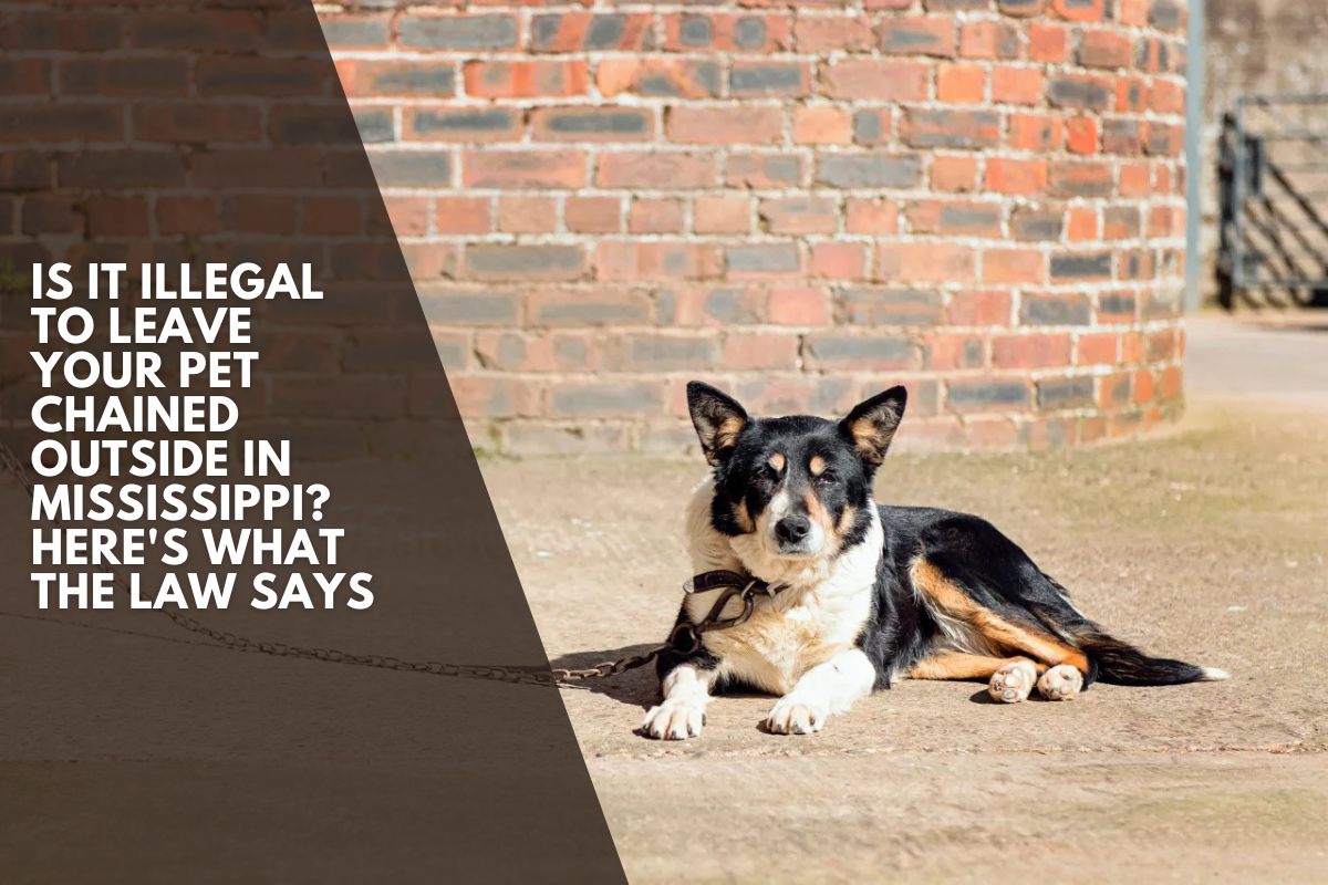 Is It Illegal to Leave Your Pet Chained Outside in Mississippi? Here's What the Law Says