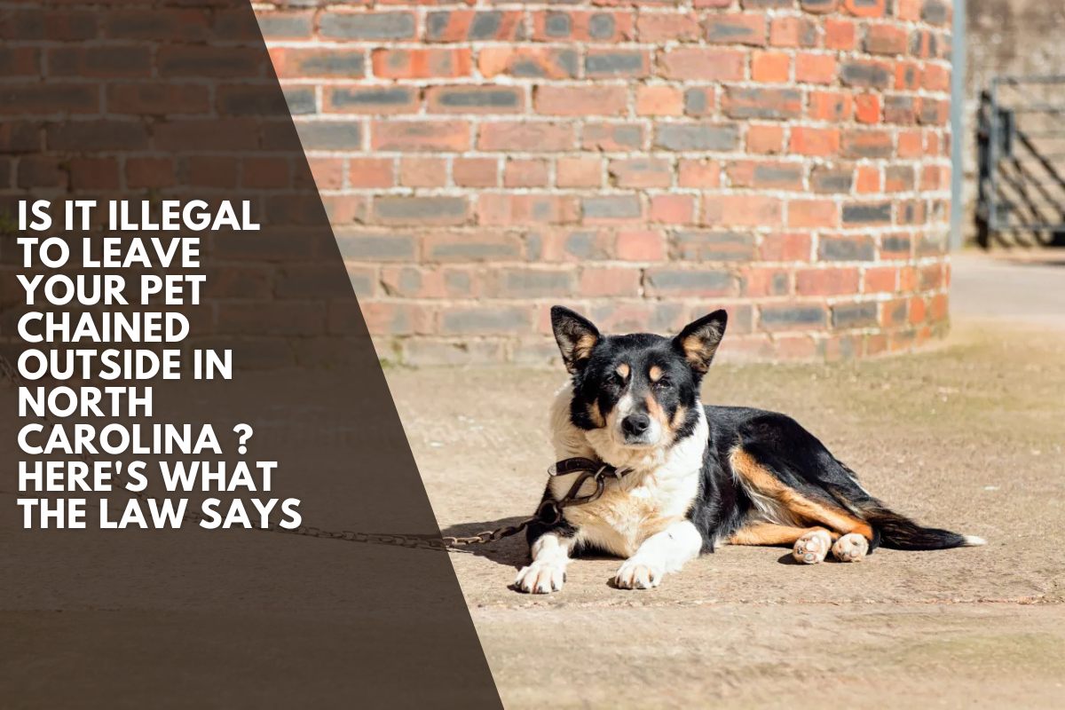 Is It Illegal to Leave Your Pet Chained Outside in North Carolina ? Here's What the Law Says