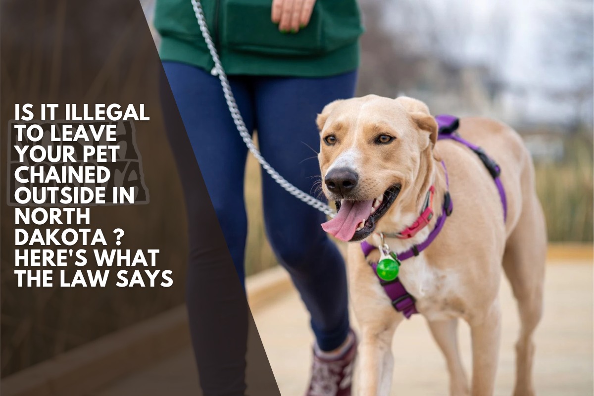 Is It Illegal to Leave Your Pet Chained Outside in North Dakota ? Here's What the Law Says