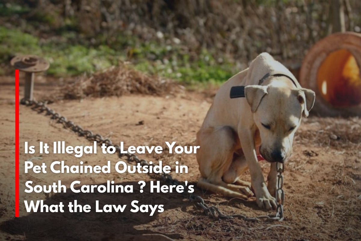 Is It Illegal to Leave Your Pet Chained Outside in South Carolina ? Here's What the Law Says