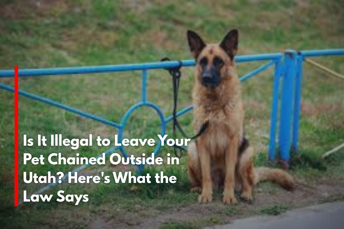 Is It Illegal to Leave Your Pet Chained Outside in Utah? Here's What the Law Says
