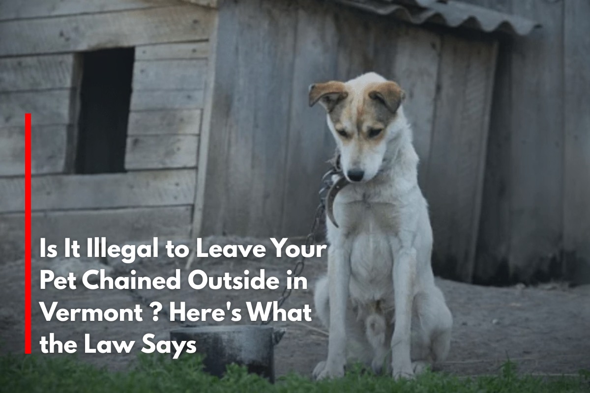 Is It Illegal to Leave Your Pet Chained Outside in Vermont? Here's What the Law Says