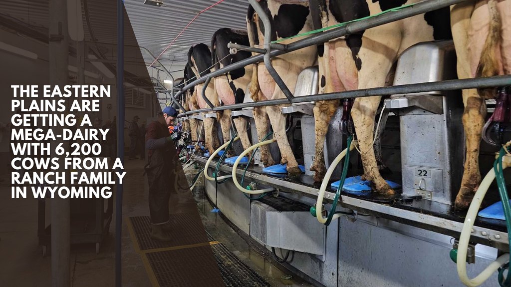 The Eastern Plains are getting a mega-dairy with 6,200 cows from a ranch family in Wyoming
