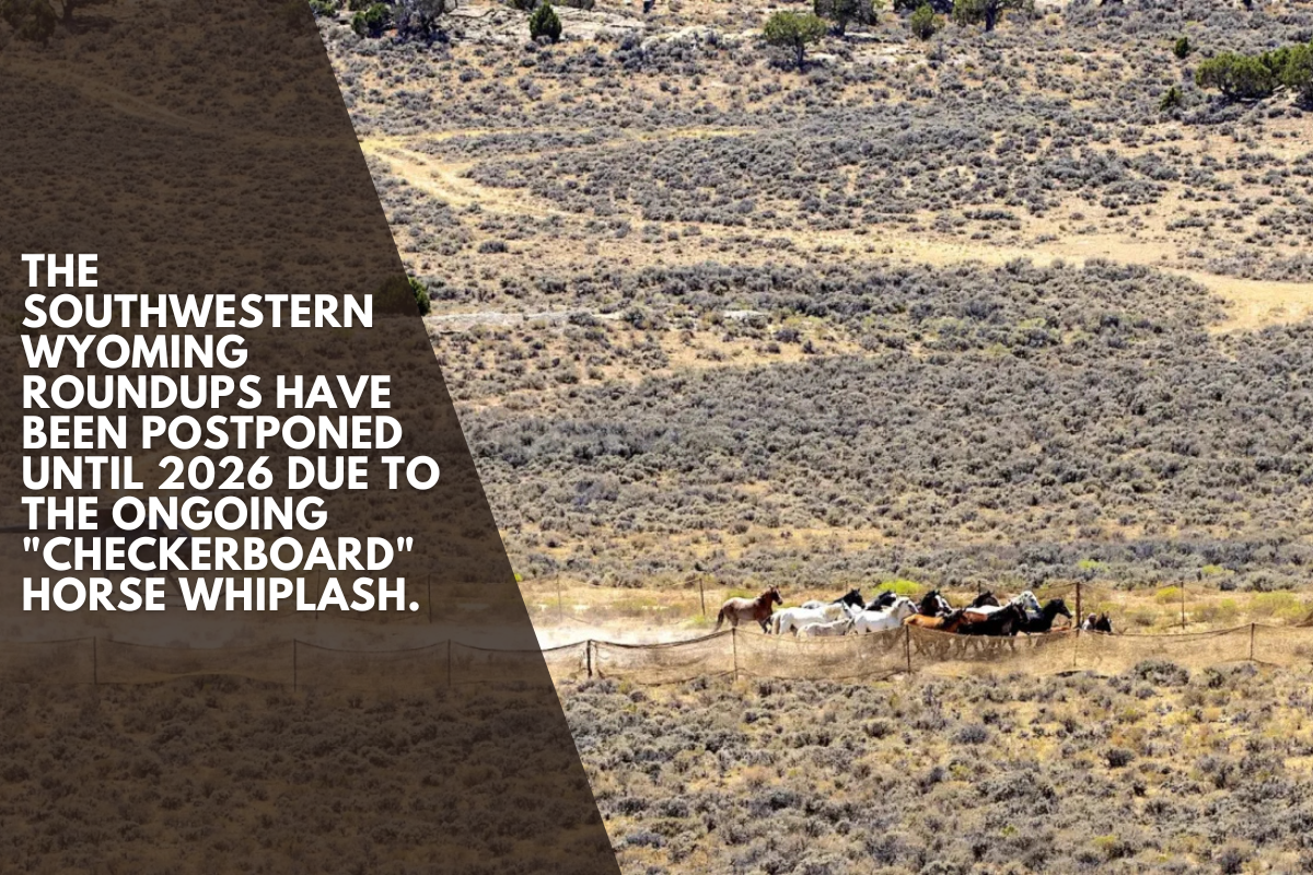 The southwestern Wyoming roundups have been postponed until 2026 due to the ongoing "checkerboard" horse whiplash