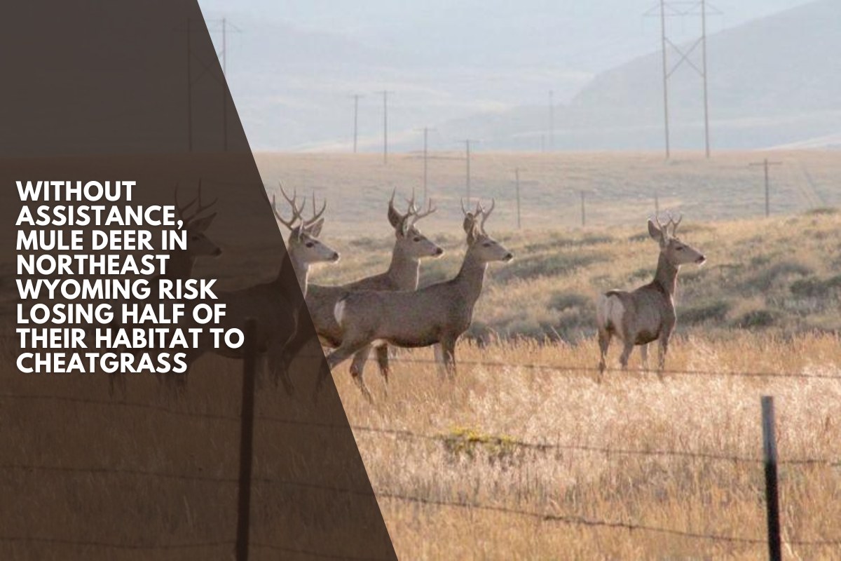 Without assistance, mule deer in northeast Wyoming risk losing half of their habitat to cheatgrass