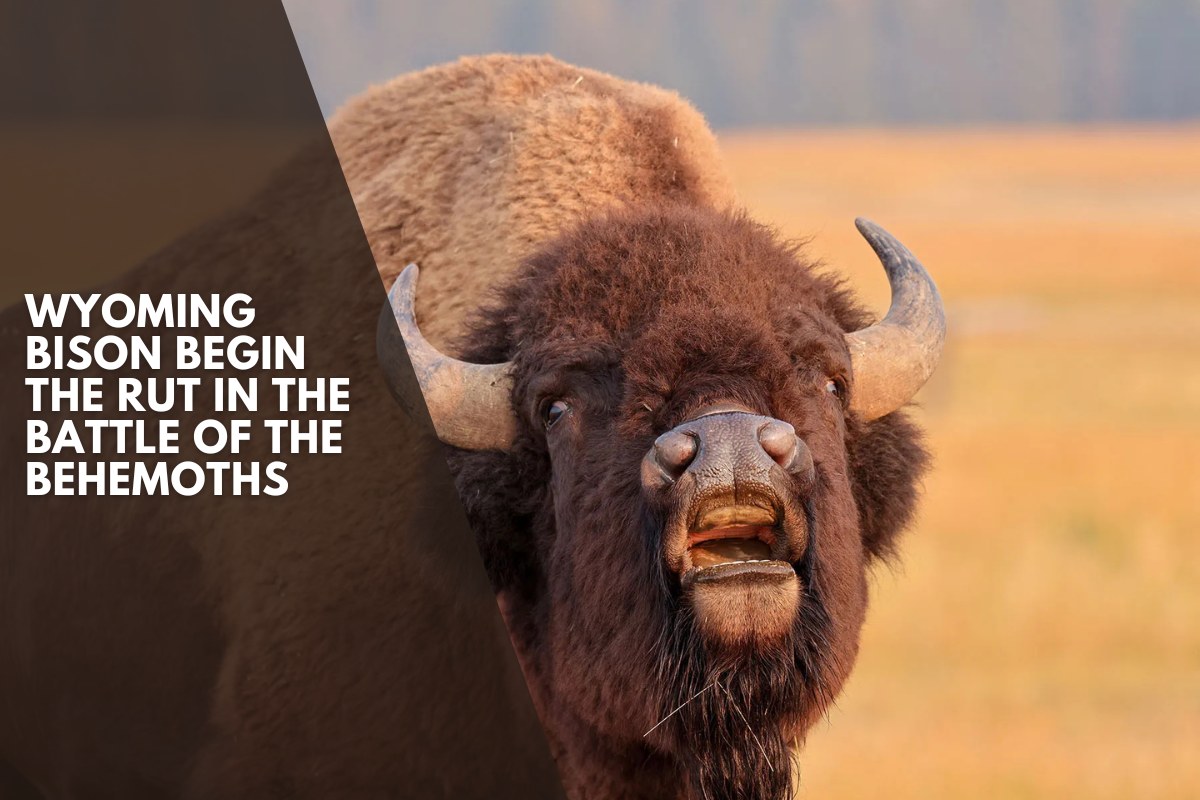 Wyoming bison begin the rut in the battle of the behemoths